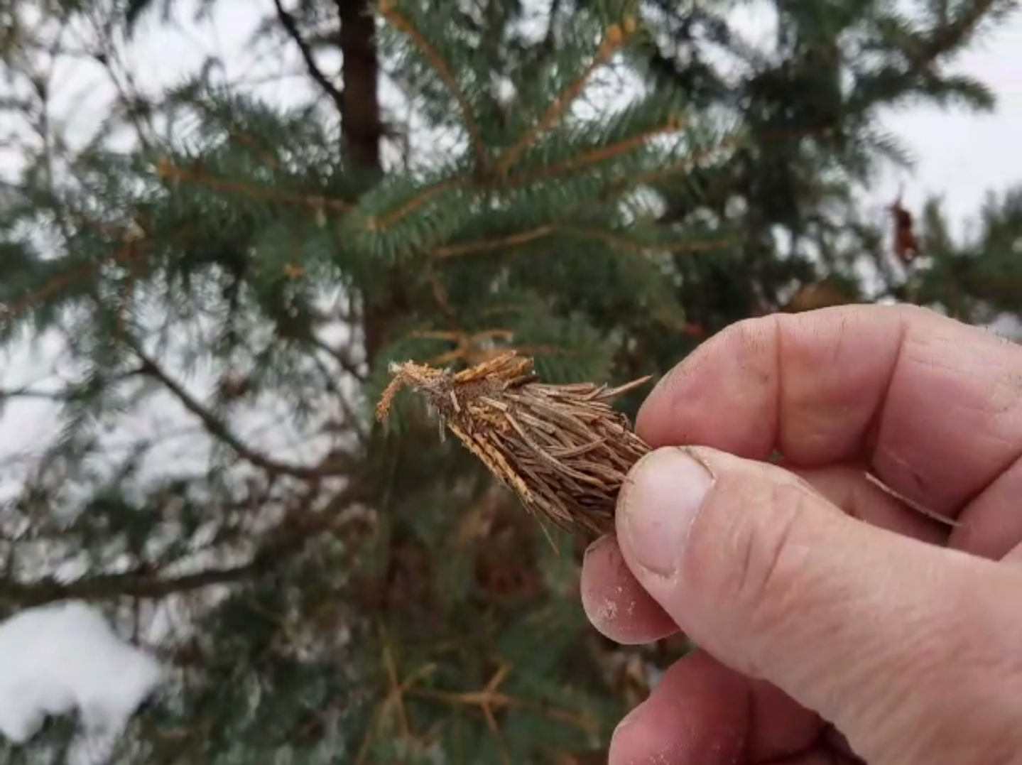 bagworms-borers-adelgid-and-other-deadly-insects-have-invaded-the